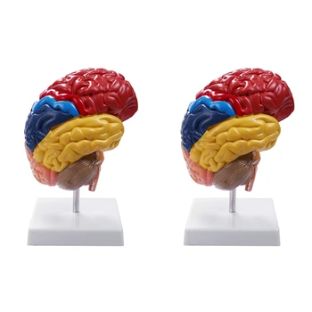  2X Serebral Anatomik Modeli Anatomi 1: 1 Yarım Beyin Beyin Sapı Öğretim Laboratuar Malzemeleri
