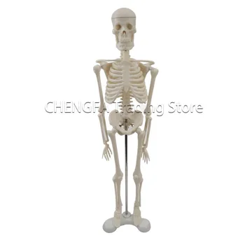  Yetişkin İskelet Modeli 45cm İnsan iskelet modeli Tüm Vücut Omurga Kemik Modeli Kemik Örneği tıbbi malzemeler Kroki Sanat Malzemeleri