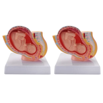  2X İnsan Gebelik Fetal Gelişim 9th Ay Embriyonik Pelvik Modeli Fetus Fetus Gebelik Anatomi Plasenta Modeli