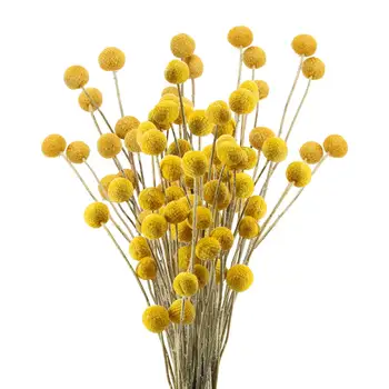  30 Adet Kurutulmuş Craspedia Çiçekler Billy Düğme Topları çiçek buketi DIY Çiçek Aranjmanları Düğün Parti ev ofis dekorasyonu